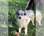 Small Photo #4 Australian Shepherd Puppy For Sale in JACKSONVILLE, FL, USA