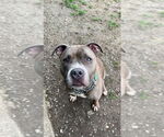 Small #9 American Pit Bull Terrier Mix