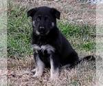 Small Photo #6 German Shepherd Dog Puppy For Sale in HIDDENITE, NC, USA