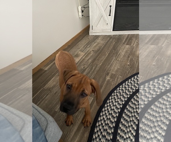 Medium Photo #7 Redbone Coonhound Puppy For Sale in DEXTER, MO, USA