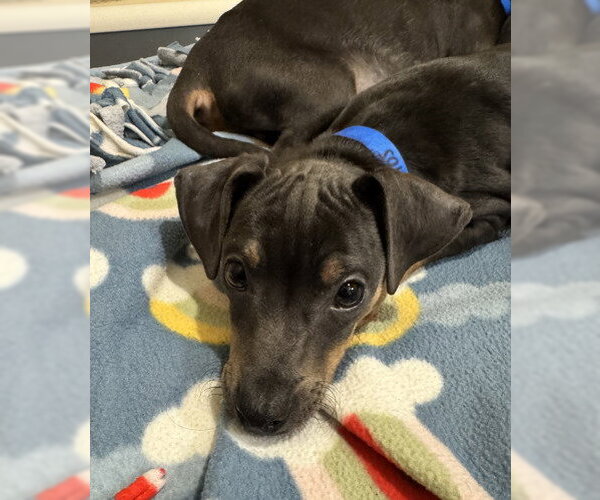 Medium Photo #2 Mutt Puppy For Sale in Pleasanton, CA, USA