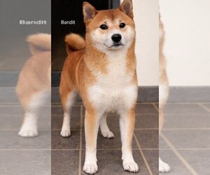 Father of the Shiba Inu puppies born on 07/24/2026