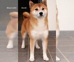Small Photo #1 Shiba Inu Puppy For Sale in LOYAL, WI, USA