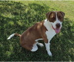 Small #2 Saint Bernard Mix