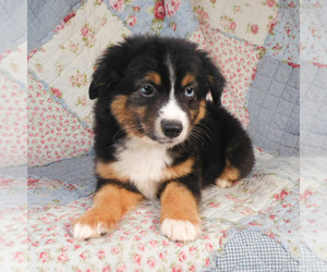 Miniature Australian Shepherd Puppy for sale in HARRISON, OH, USA