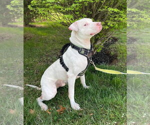 Mutt Dogs for adoption in Rockville, MD, USA