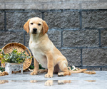 Puppy Laurel Labrador Retriever