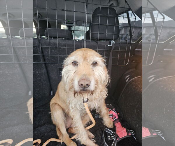 Medium Photo #11 Golden Retriever-Unknown Mix Puppy For Sale in Fort Worth, TX, USA