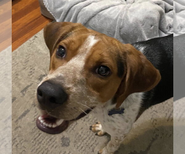 Medium Photo #6 Beagle-Unknown Mix Puppy For Sale in Tampa, FL, USA