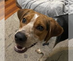 Small #5 Beagle Mix