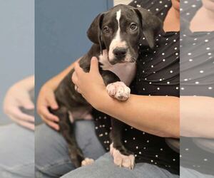 Great Dane-Unknown Mix Dogs for adoption in Brooklyn Center, MN, USA