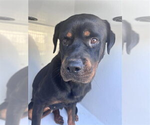 Rottweiler Dogs for adoption in Houston, TX, USA