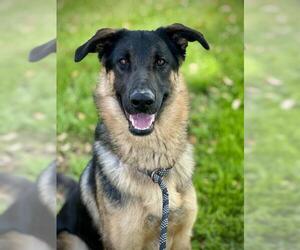 German Shepherd Dog Dogs for adoption in Lodi, CA, USA