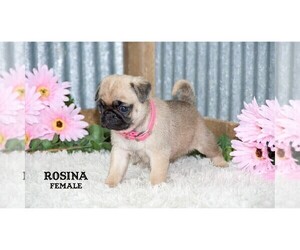 Pug Puppy for Sale in CLARE, Michigan USA