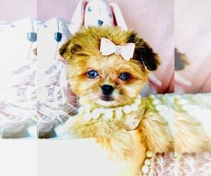 Shiranian Puppy for sale in BOCA RATON, FL, USA