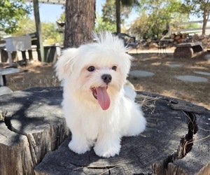 Maltese Puppy for sale in SANTA CLARITA, CA, USA
