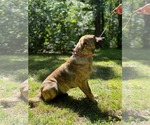 Small #4 Collie-Mountain Cur Mix