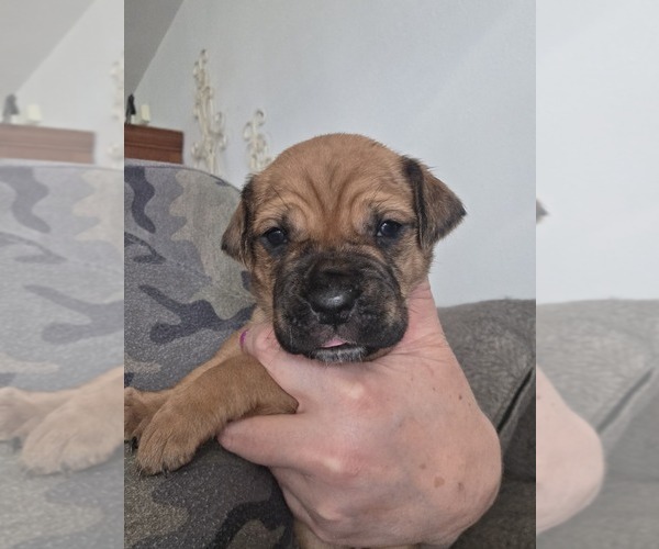 Medium Photo #19 Cane Corso Puppy For Sale in BLANCA, CO, USA