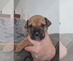 Small #18 Cane Corso