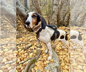 Suzie Q - Female Treeing Walker Coonhound Dog for Adoption - Photo #4