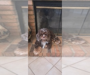 Father of the Cocker Spaniel puppies born on 05/27/2025