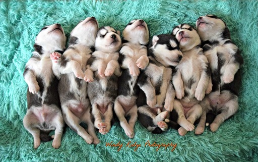 Medium Photo #1 Siberian Husky Puppy For Sale in BEVERLY, OH, USA