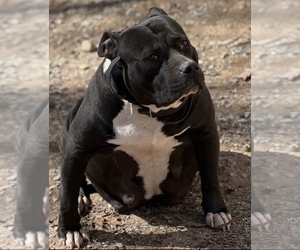 Mother of the American Bully puppies born on 10/05/2022