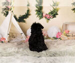 Small Photo #13 YorkiePoo Puppy For Sale in WARSAW, IN, USA