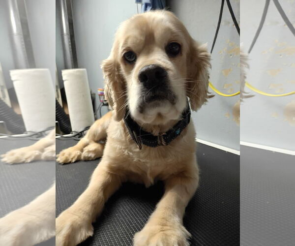 Medium Photo #2 Cocker Spaniel Puppy For Sale in Sioux Falls, SD, USA