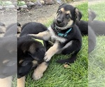 Small #17 German Shepherd Dog