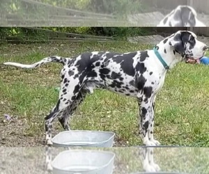 Father of the Great Dane puppies born on 05/11/2023