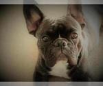 Small Photo #1 French Bulldog Puppy For Sale in MOSELEY, VA, USA