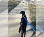 Small #11 Doberman Pinscher