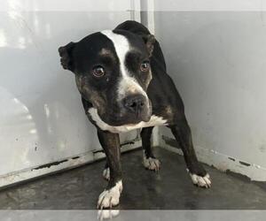Medium American Pit Bull Terrier Mix