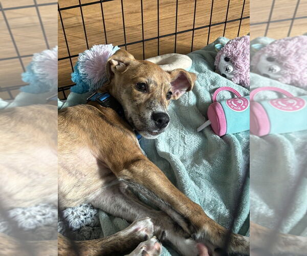 Medium Photo #11 Labrador Retriever-Plott Hound Mix Puppy For Sale in Brewster, NY, USA