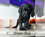 Puppy Green Boy Labradoodle