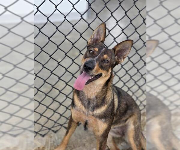 Medium Photo #1 German Shepherd Dog-Unknown Mix Puppy For Sale in Temple, TX, USA