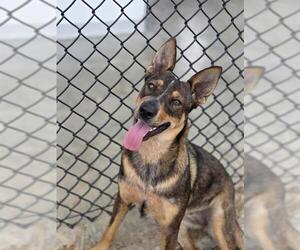 German Shepherd Dog-Unknown Mix Dogs for adoption in Temple, TX, USA