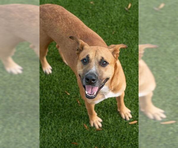 Medium Photo #2 Black Mouth Cur-Unknown Mix Puppy For Sale in Baytown, TX, USA