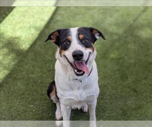 American Pit Bull Terrier-Unknown Mix Dogs for adoption in Las Vegas, NV, USA