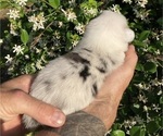 Small Photo #16 American Corgi Puppy For Sale in BRANDON, FL, USA