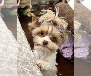 Father of the Yorkshire Terrier puppies born on 04/22/2025