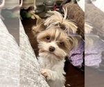 Small Photo #1 Yorkshire Terrier Puppy For Sale in KELLER, TX, USA