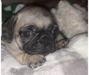 Pug Puppy for sale in EDMONTON, KY, USA