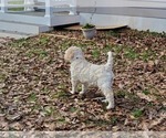 Small Photo #6 Goldendoodle Puppy For Sale in ATHENS, GA, USA