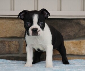 Boston Terrier Puppy for sale in FREDERICKSBG, OH, USA
