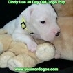 Small Photo #24 Dogo Argentino Puppy For Sale in PINEVILLE, MO, USA