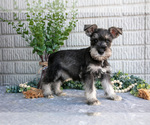 Puppy Jill Schnauzer (Miniature)