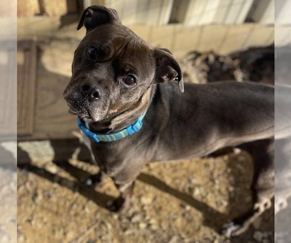 Medium Photo #11 Bullboxer Pit Puppy For Sale in Calhoun, GA, USA