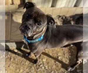 Kage - Male Bullboxer Pit Dog for Adoption - Photo #11